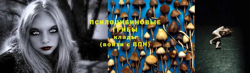 дарк нет как зайти  Опочка  Псилоцибиновые грибы Magic Shrooms  купить  